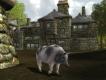 Awwww cute pig huh?
