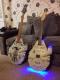 The Rebel Bass